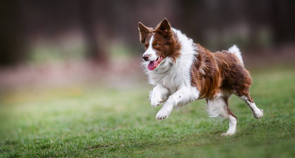 Chien qui peut mordre