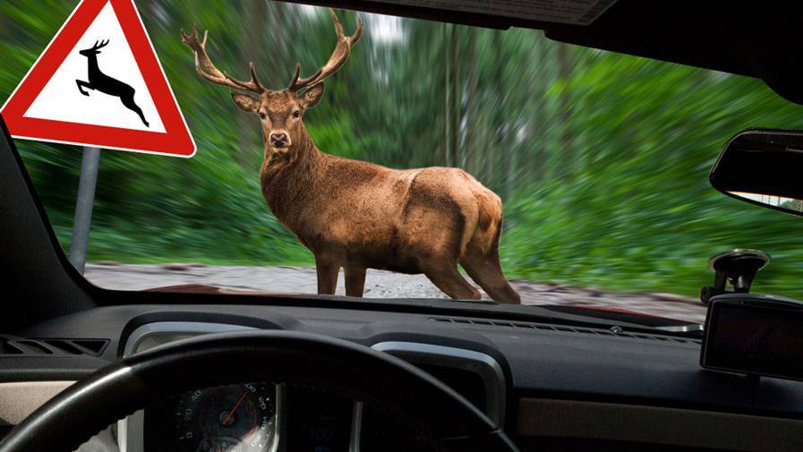 Collision avec des animaux